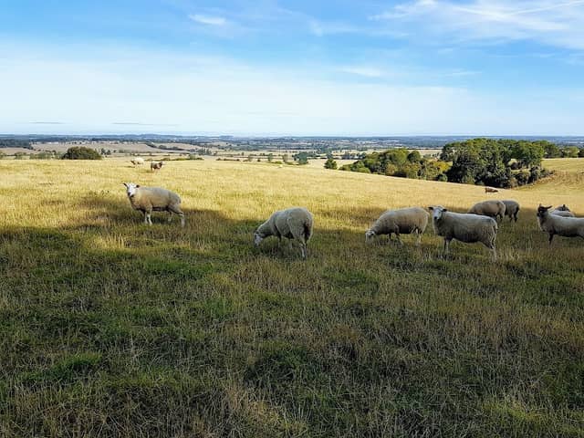 Sundon Hills Country Park - Image 2