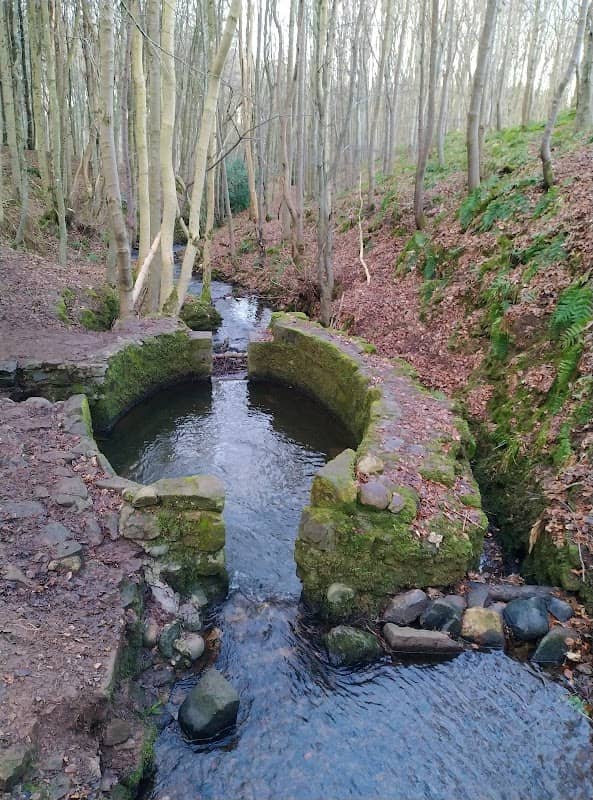 Dunnottar Woods - Image 2