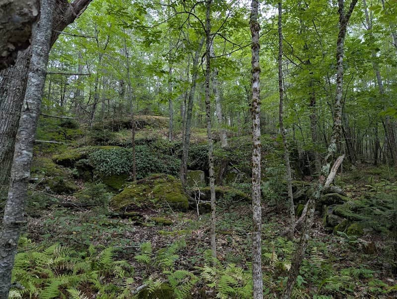 Cosima's Preserve - Image 1