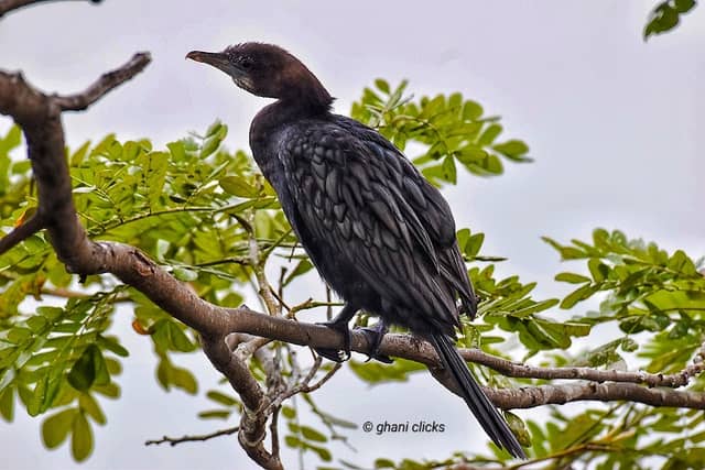 Puludivakkam Lake Birding Area, Chennai, India - Image 1
