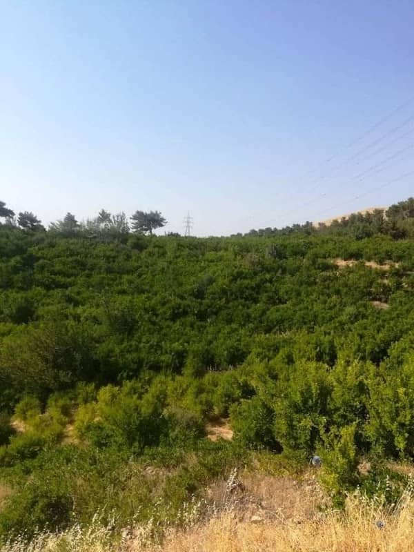 باخەکانی دێکۆنی جەلیلە - Image 1