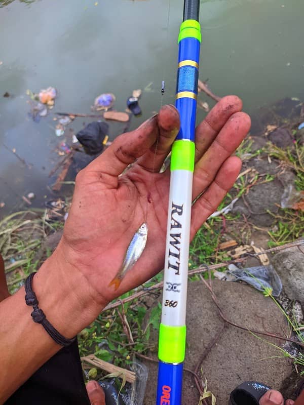 SPOT MANCING WADER DAN NILA - Image 1