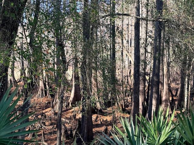 Cypress Lake Preserve Trailhead - Image 2