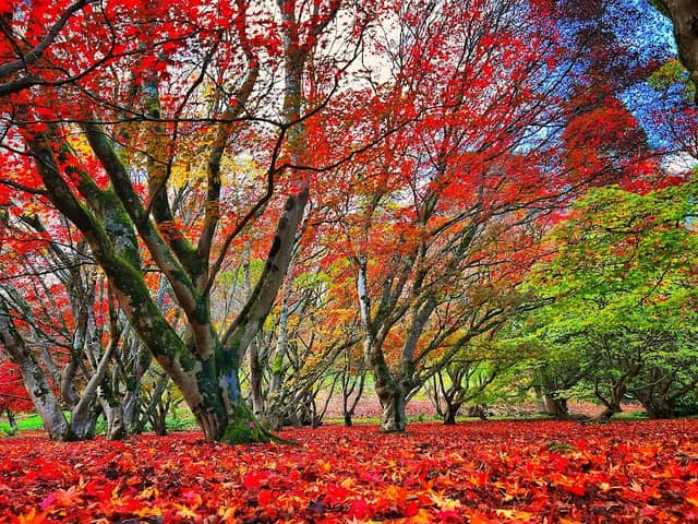 National Trust - Winkworth Arboretum - Image 2