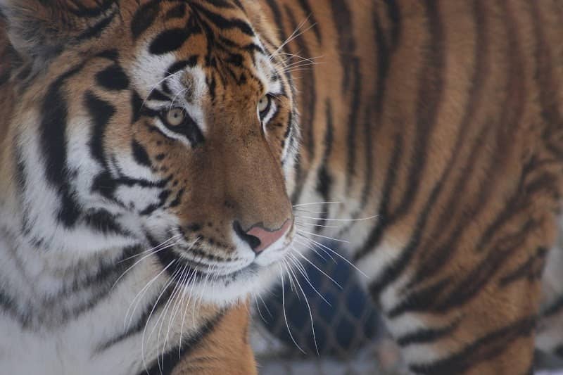 Roosevelt Park Zoo - Image 1
