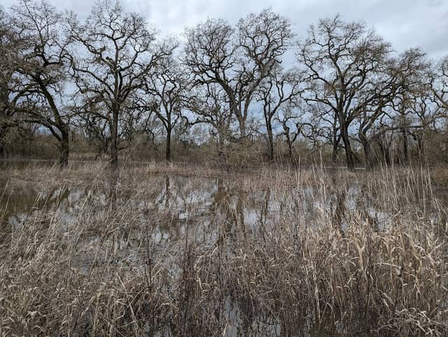 Laguna Wetlands Preserve - Image 1