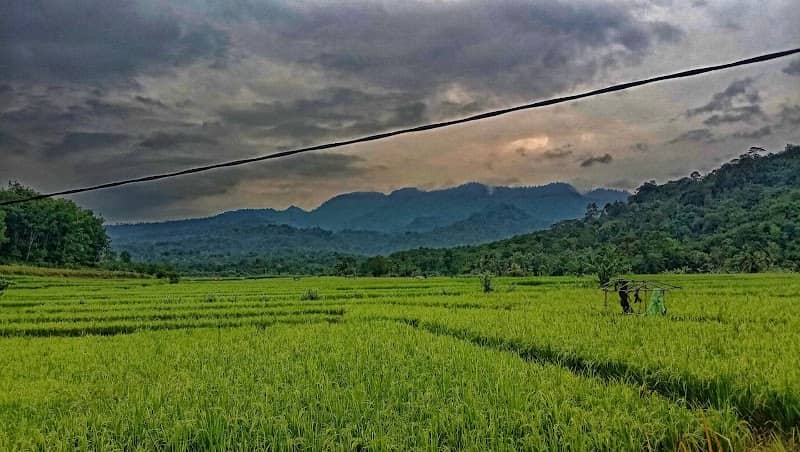 sawah sukajadi - Image 1