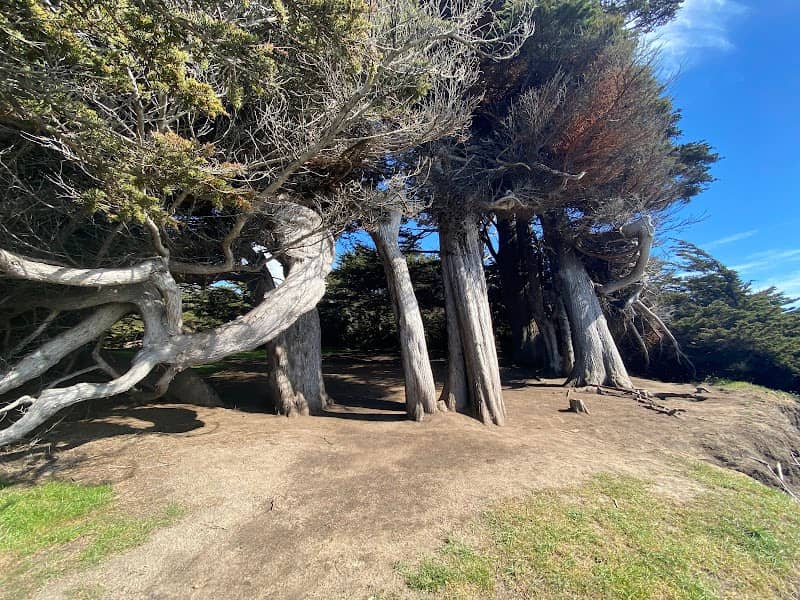 Cypress Grove - Image 3