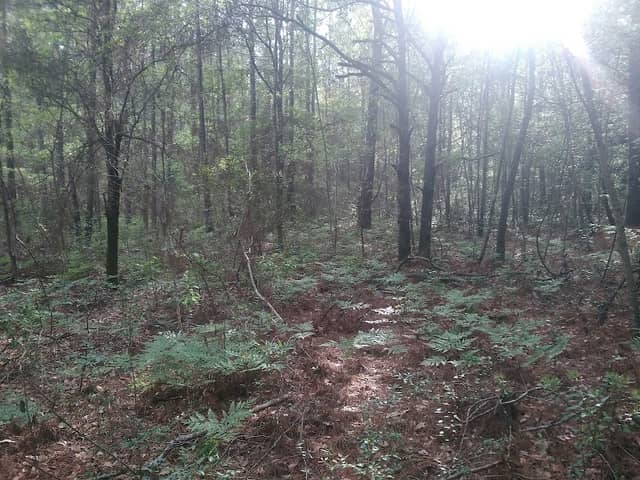 Knuck McCrary Park - Image 2