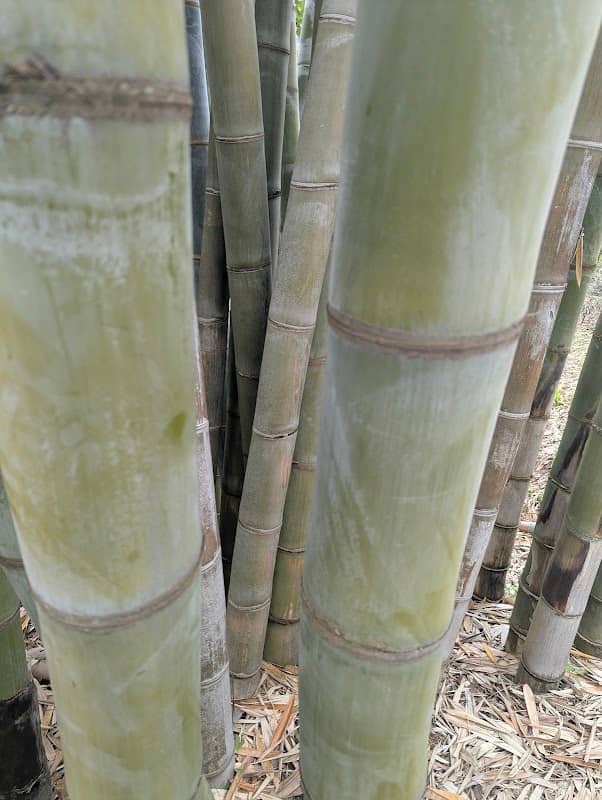 bamboo Itasy - Image 1