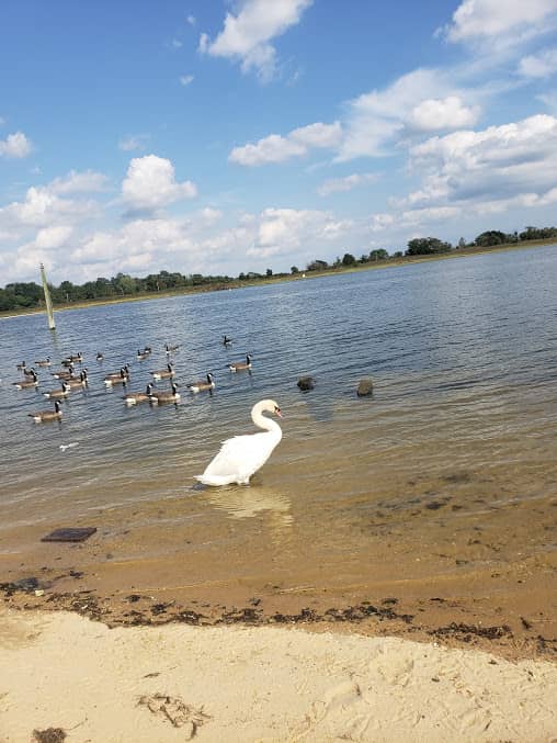 Cow Meadow Park - Image 2
