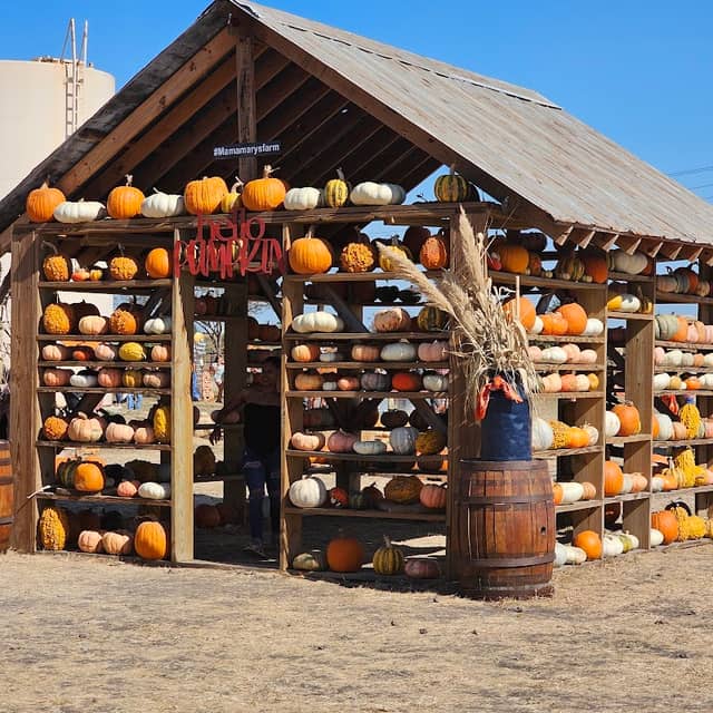 Mama Mary's Farm & Pumpkin Patch - Image 2