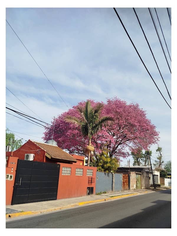 Lapacho Rosado - Image 1