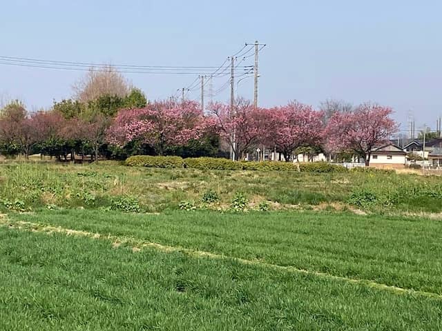 Yo-ko Cherry Blossom - Image 1