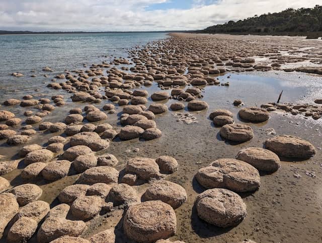 Lake Clifton Thrombolites - Image 1
