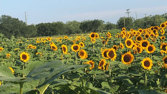 Sweet Berry Farm - Image 1