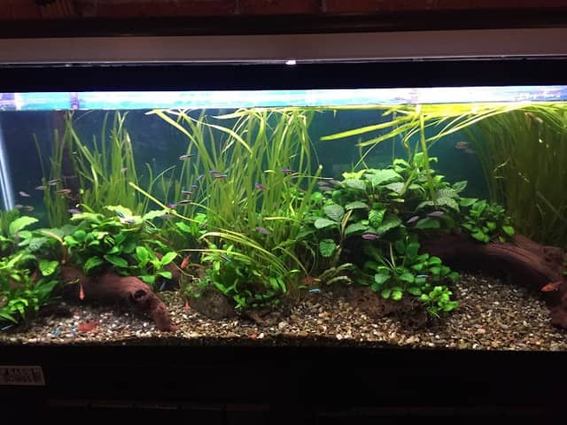 Kronic Aquatics - Image 2