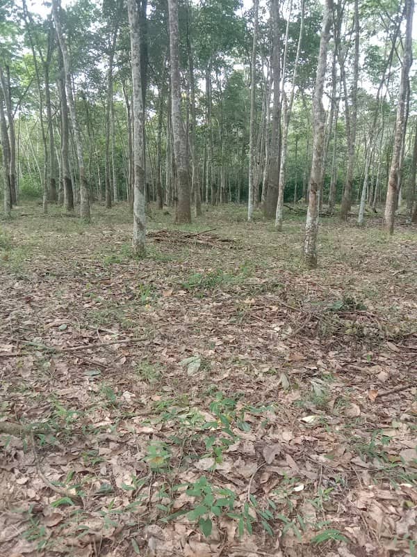 Kebun karet Anton kian - Image 1