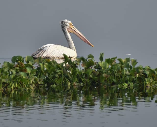 Nanmangalam Lake Bird Watching View Point - Image 2