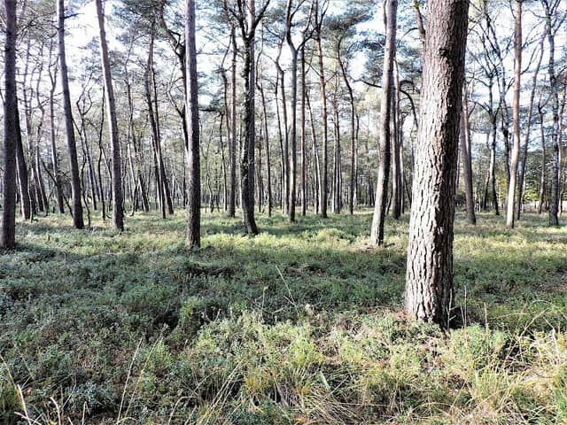 Beerenberg (Nationaal Park Veluwezoom) - Image 1