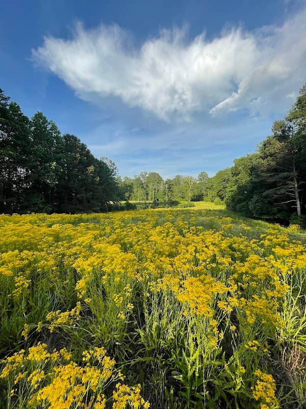 Milton City Park And Preserve - Image 1