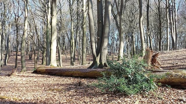 Holtbank (Nationaal Park Veluwezoom) - Image 2