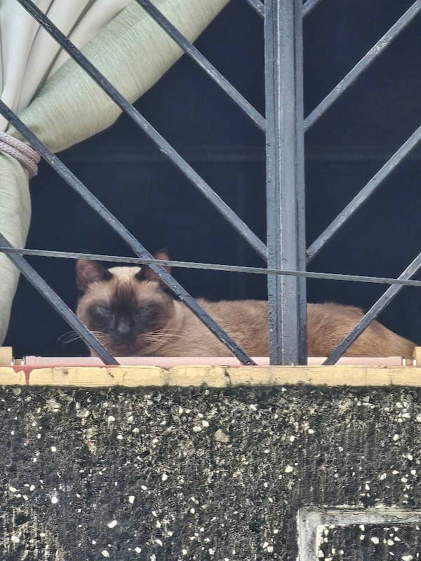 Anton's Window - Image 1