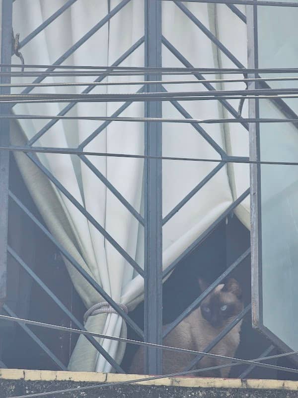 Anton's Window - Image 2