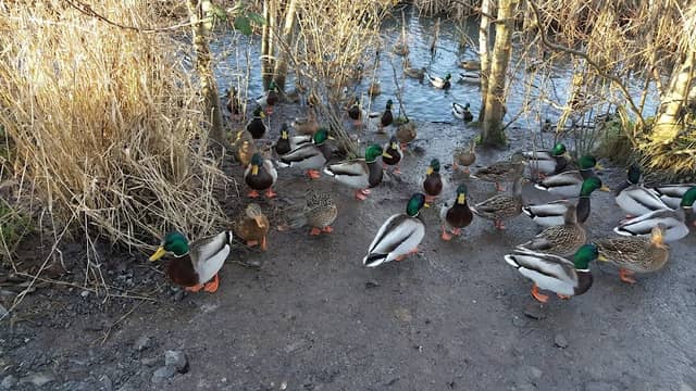 South Valley Park - Image 1