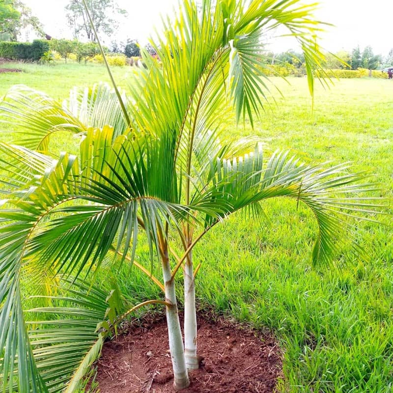 Sagana Park - Image 1