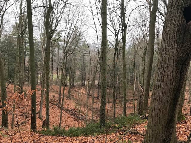Simcoe County Forest - Sinclair Tract - Image 1
