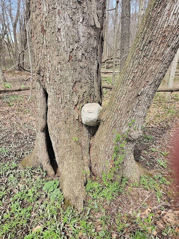 Evans Park - Image 1