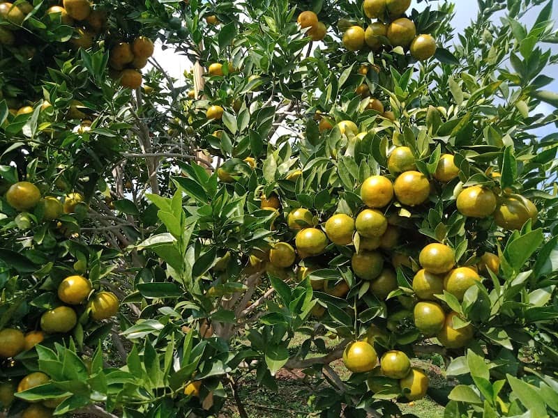 Wisata Kebun Jeruk CG ( Kang ii ) - Image 1