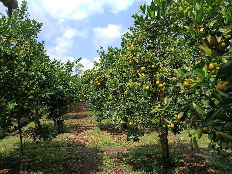 Wisata Kebun Jeruk CG ( Kang ii ) - Image 2