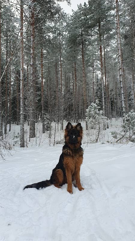 Reijolan koirapuisto - Image 1