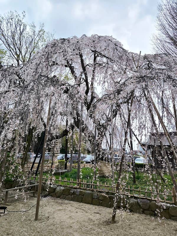清瀧院のしだれ桜 - Image 1