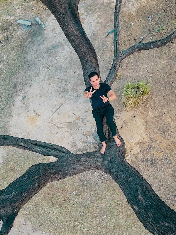 Shikara Viral Tree - Image 2
