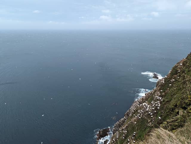 RSPB Scotland Troup Head - Image 3