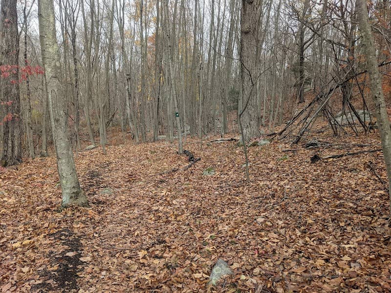 Raptor Woods - Image 1