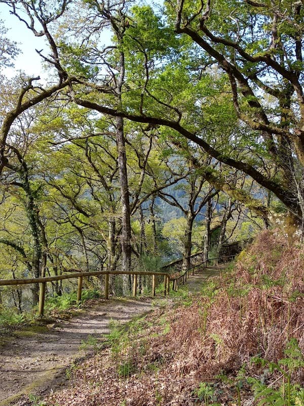 El Bosque de los cuatro vientos - Image 1