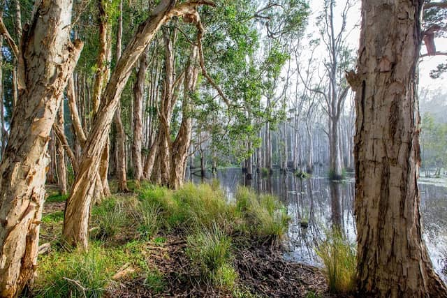 Kooloonbung Creek Nature Park - Image 2