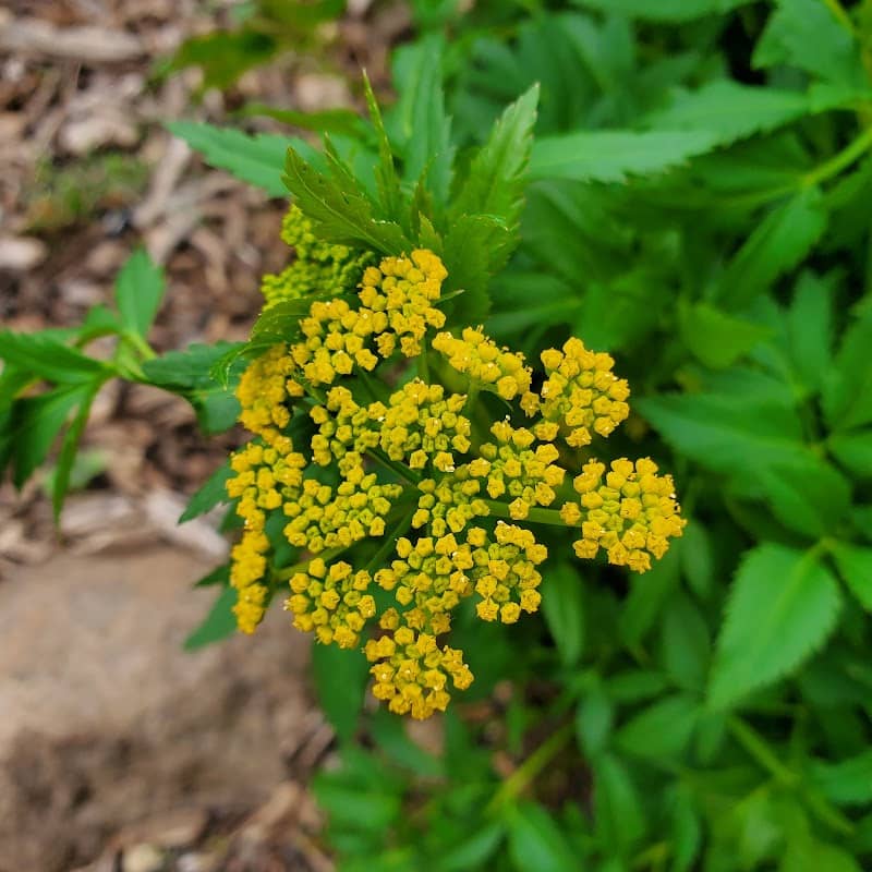 Winston Butterfly Garden - Image 2