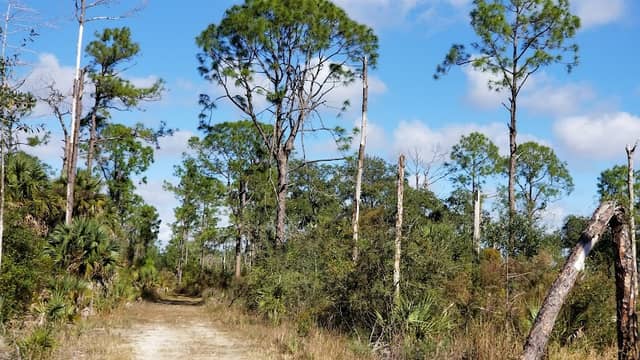 Pine Lake Preserve - Image 2