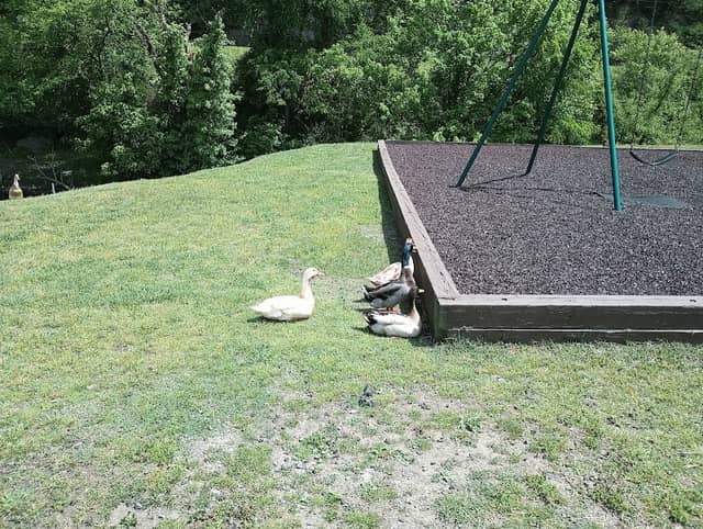 Park - Image 1