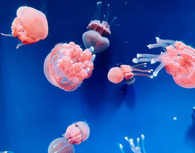 Jakarta AQuarium Safari - Image 1