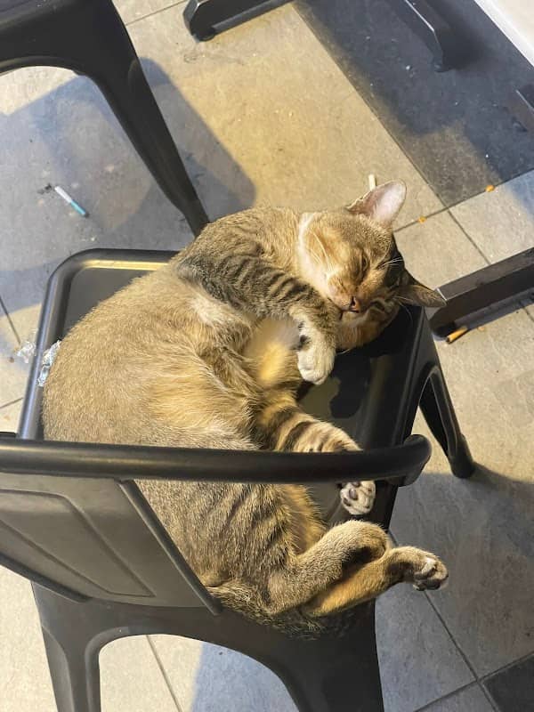 Buddy the Cat - Image 2