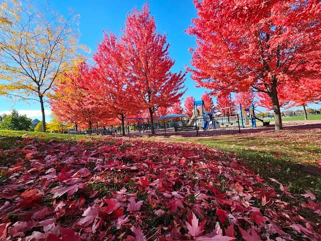 Innis MacDonald Park - Image 1
