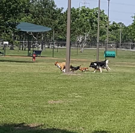 Baytown Bark Park - Image 2
