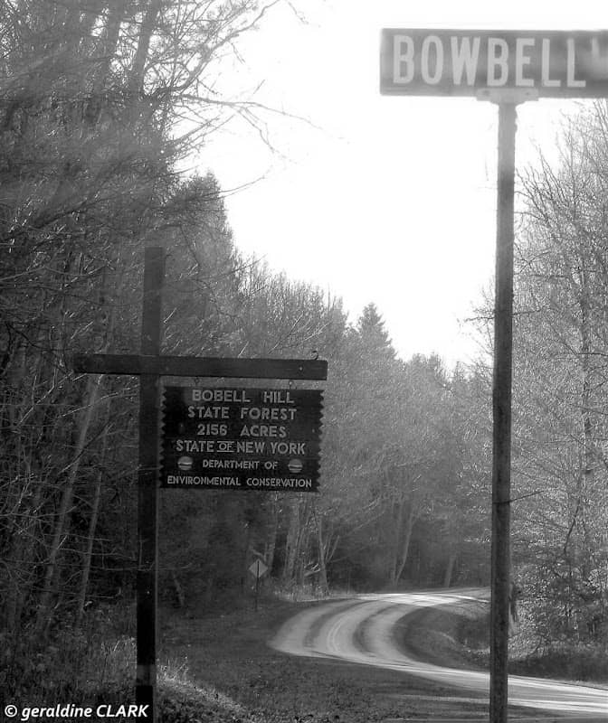 Bobell State Forest - Image 1