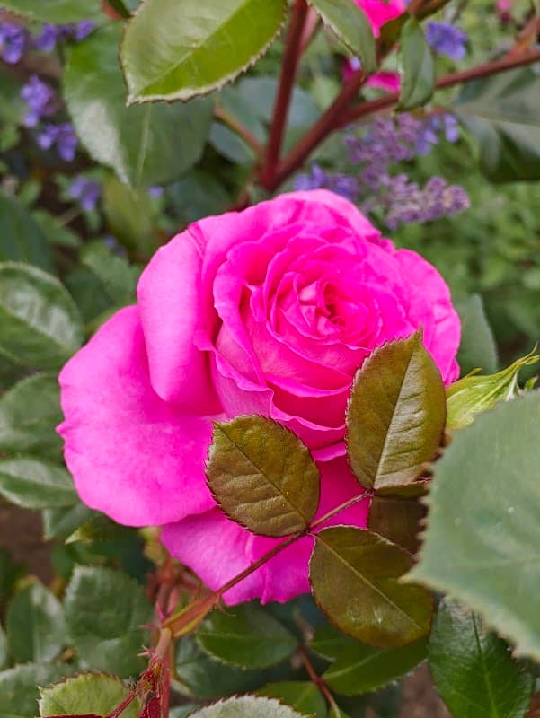 Market Harborough Memorial Gardens - Image 2